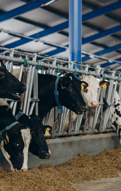 cow-bulls-cowshed-farm copy cow-bulls-cowshed-farm copy